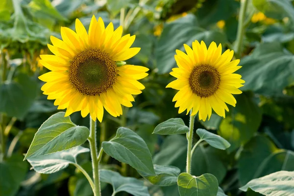 Stock image Two sunflowers