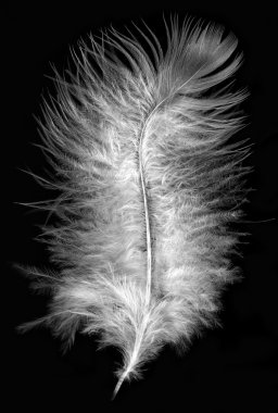 Macro shot of little feather clipart