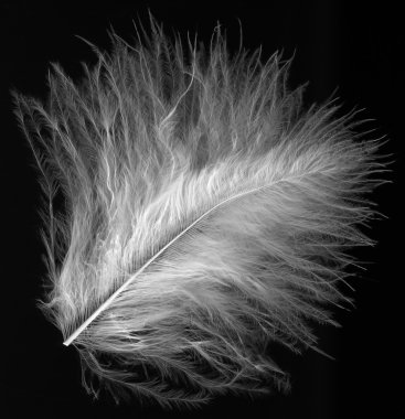 Macro shot of little feather clipart