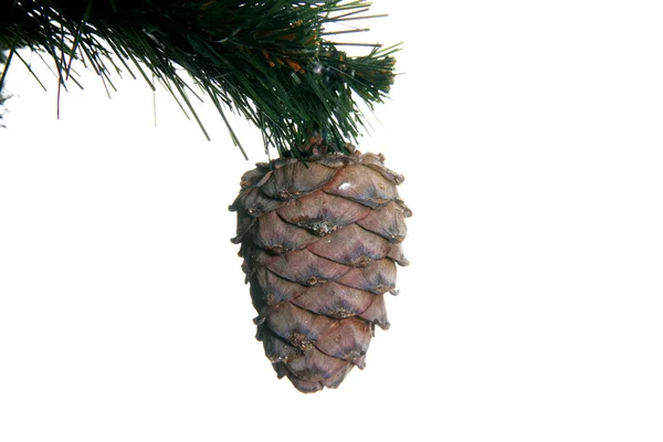 Christmas tree with cone isolated on whi — Stock Photo, Image