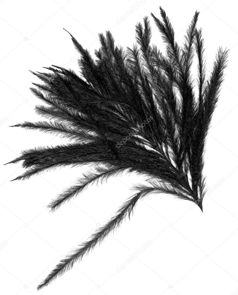 Black feather isolated on white