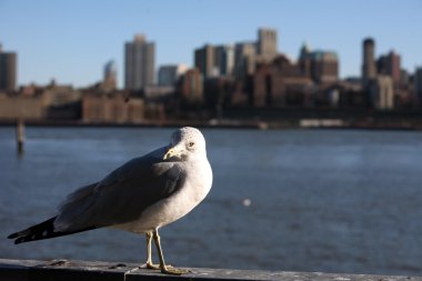 martı manhattan, Bronx'a göster