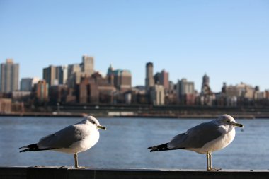 Seagulls in Manhattan, view to Bronx clipart