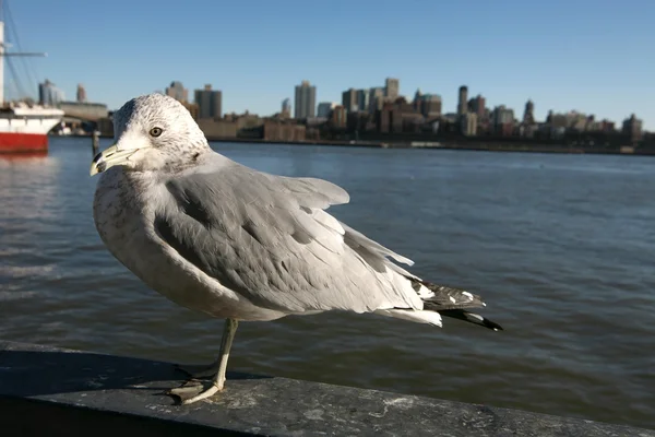 海鸥在曼哈顿，查看到布朗克斯区 — 图库照片