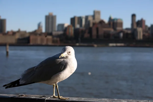Seagull in Manhattan, view to Bronx — стокове фото