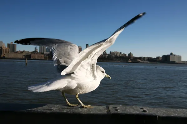 Seagull in Manhattan — стокове фото