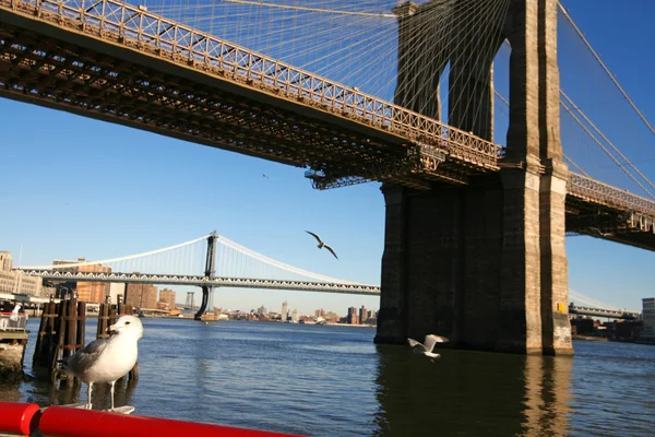 Classical NY -seagulls beside Brooklyn b — Stock Photo, Image