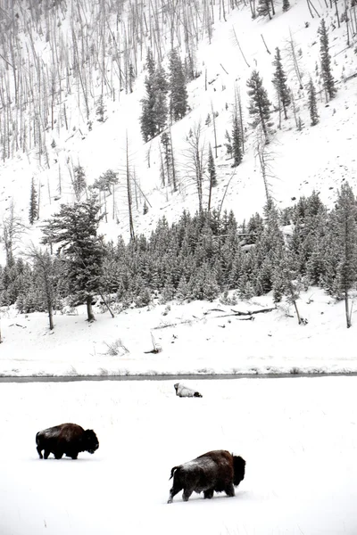 Besättningen buffalo i vintersäsongen — Stockfoto