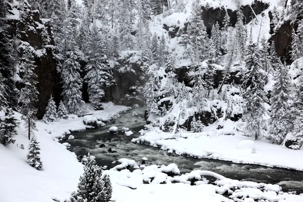 Saison d'hiver à Yellowstone National Pa — Photo