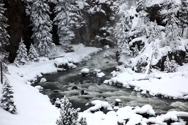 Yellowstone Millî pa kış sezonu — Stok fotoğraf