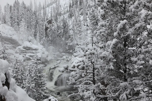Alberi invernali nella neve — Foto Stock