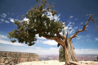 Tree in Grand Canyon, Arizona, USA clipart