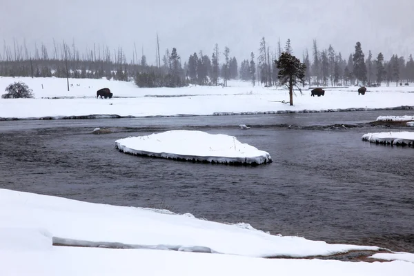 Bufalo della mandria a Yellowstone NP, Stati Uniti — Foto Stock