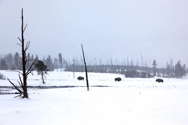 Kudde buffels onder sneeuwval in yellowsto — Stockfoto