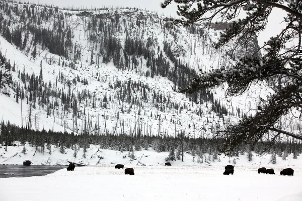 Herde Büffel in Yellowstone np, USA — Stockfoto