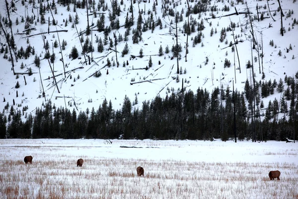 Wild deers outdoors — Stock Photo, Image