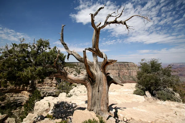 Дерево в Гранд-Каньоне, Аризона, США — стоковое фото