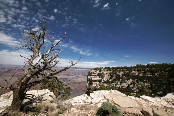 在美国亚利桑那州大峡谷死树 — 图库照片