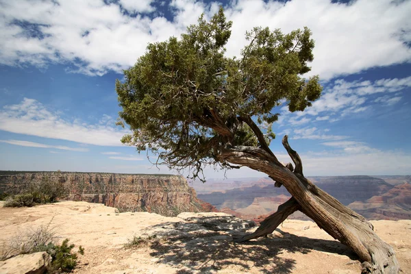 在美国亚利桑那州大峡谷中的树 — 图库照片