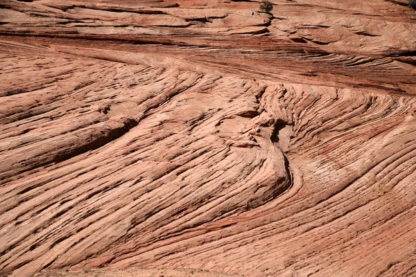 Wave - Zion National Park, Utah, USA — Stock Photo, Image