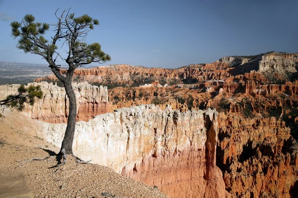 Bryce canyon, utah, ABD — Stok fotoğraf