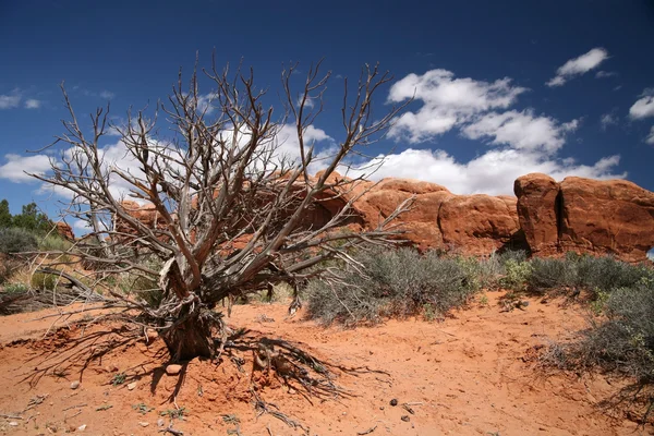 Árbol muerto en el Parque Nacional Arches, Utah , — Foto de Stock