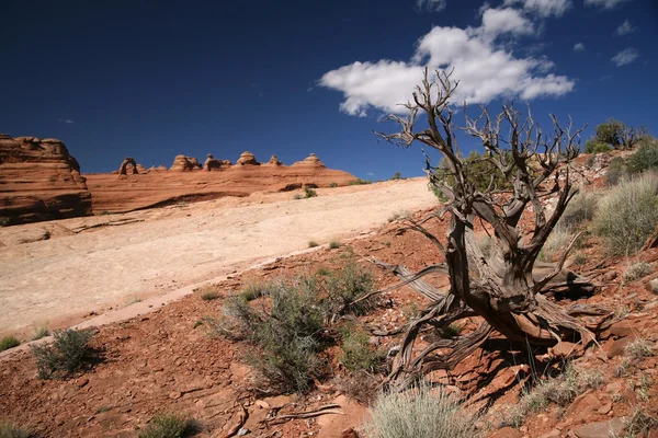 Dead tree and Rocks, Arches National Par — Stock Photo, Image