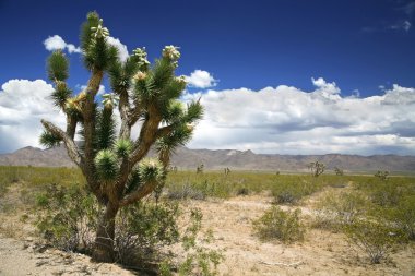 Joshua ağacı orman, arizona, ABD