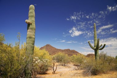 Cactus in Organ Pipe National Monument, clipart