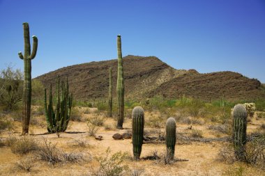 Cactus in Organ Pipe National Monument clipart