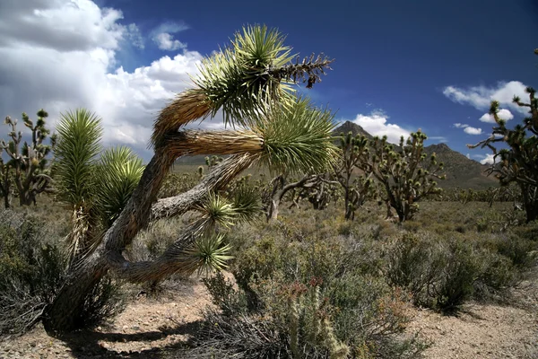 Joshua tree forest, Arizona, EUA — Fotografia de Stock