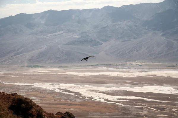 Flyind Burd por encima de los campos de sal blanca - De —  Fotos de Stock