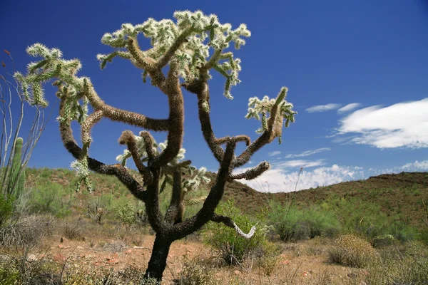 Kaktusz-orgona cső nemzeti emlékmű, — Stock Fotó
