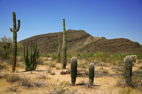 Kaktusz-orgona cső nemzeti emlékmű — Stock Fotó