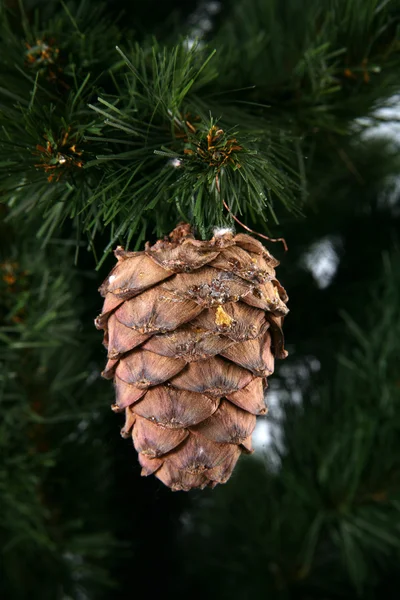 Christmas tree with cone — Stock Photo, Image
