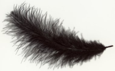 Macro shot of feather clipart