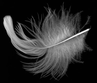 Macro shot of feather clipart