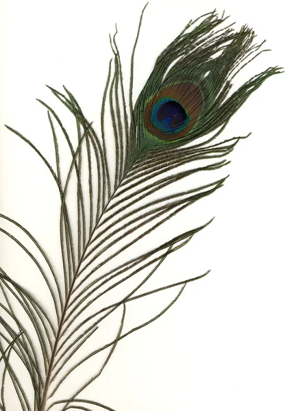 Macro shot of feather — Stock Photo, Image