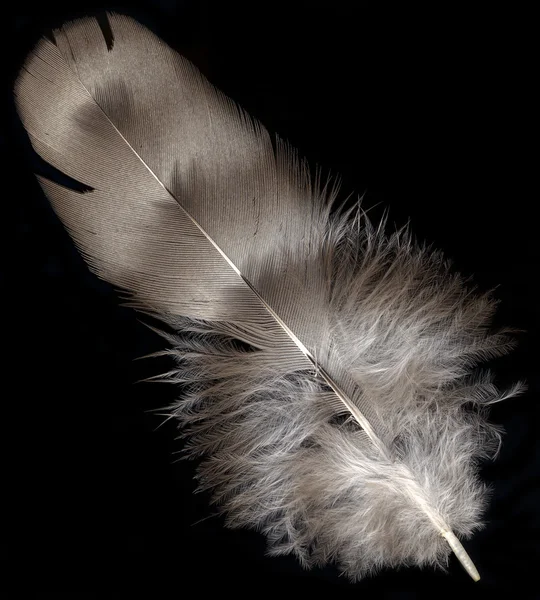 羽のマクロ撮影 — ストック写真