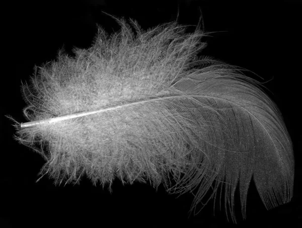 Macro shot of feather — Stock Photo, Image