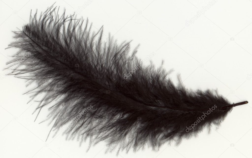 Macro shot of feather