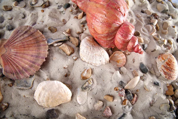 모래와 조개 — 스톡 사진