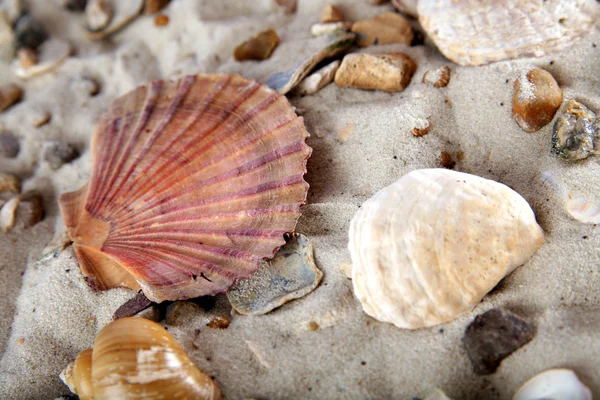 貝殻と砂します。 — ストック写真