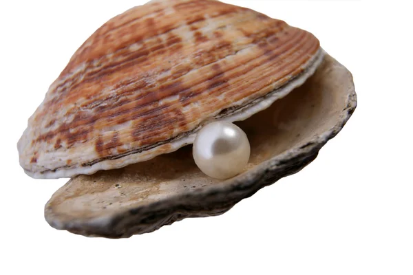 stock image Seashell