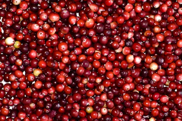 stock image Red cranberries background