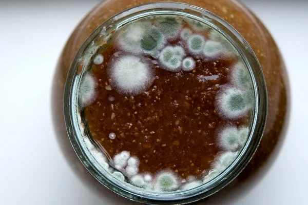 stock image Mold colonies growing on plates.