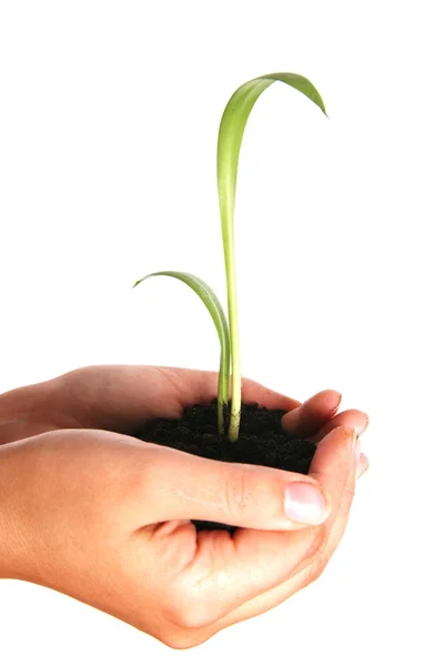 Man holding a plant between hands Royalty Free Stock Images