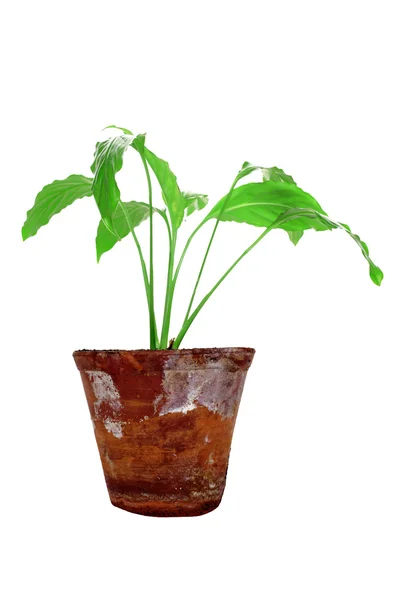 ビンテージ粘土で若い植物 — ストック写真