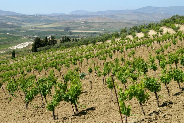 西西里农村地区的葡萄园 — 图库照片