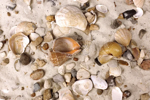 Sea Shells in sand — Stock Photo, Image
